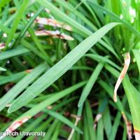 Liriope muscari (Lilyturf)