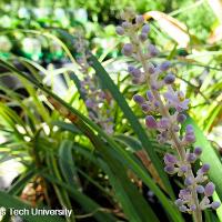 Liriope muscari (Lilyturf)