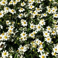 Melampodium leucanthum (Blackfoot Daisy)