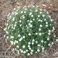 Melampodium leucanthum (Blackfoot Daisy)