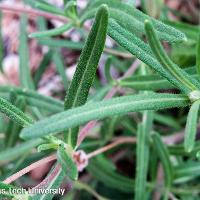 Melampodium leucanthum (Blackfoot Daisy)