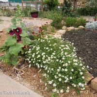 Melampodium leucanthum (Blackfoot Daisy)