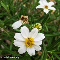 Melampodium leucanthum (Blackfoot Daisy)