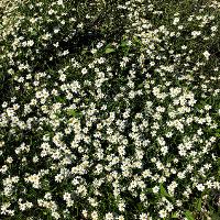 Melampodium leucanthum (Blackfoot Daisy)