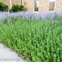 Mentha spicata (Spearmint)