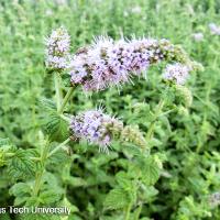 Mentha spicata (Spearmint)