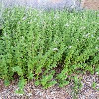 Mentha spicata (Spearmint)