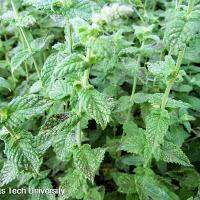 Mentha spicata (Spearmint)