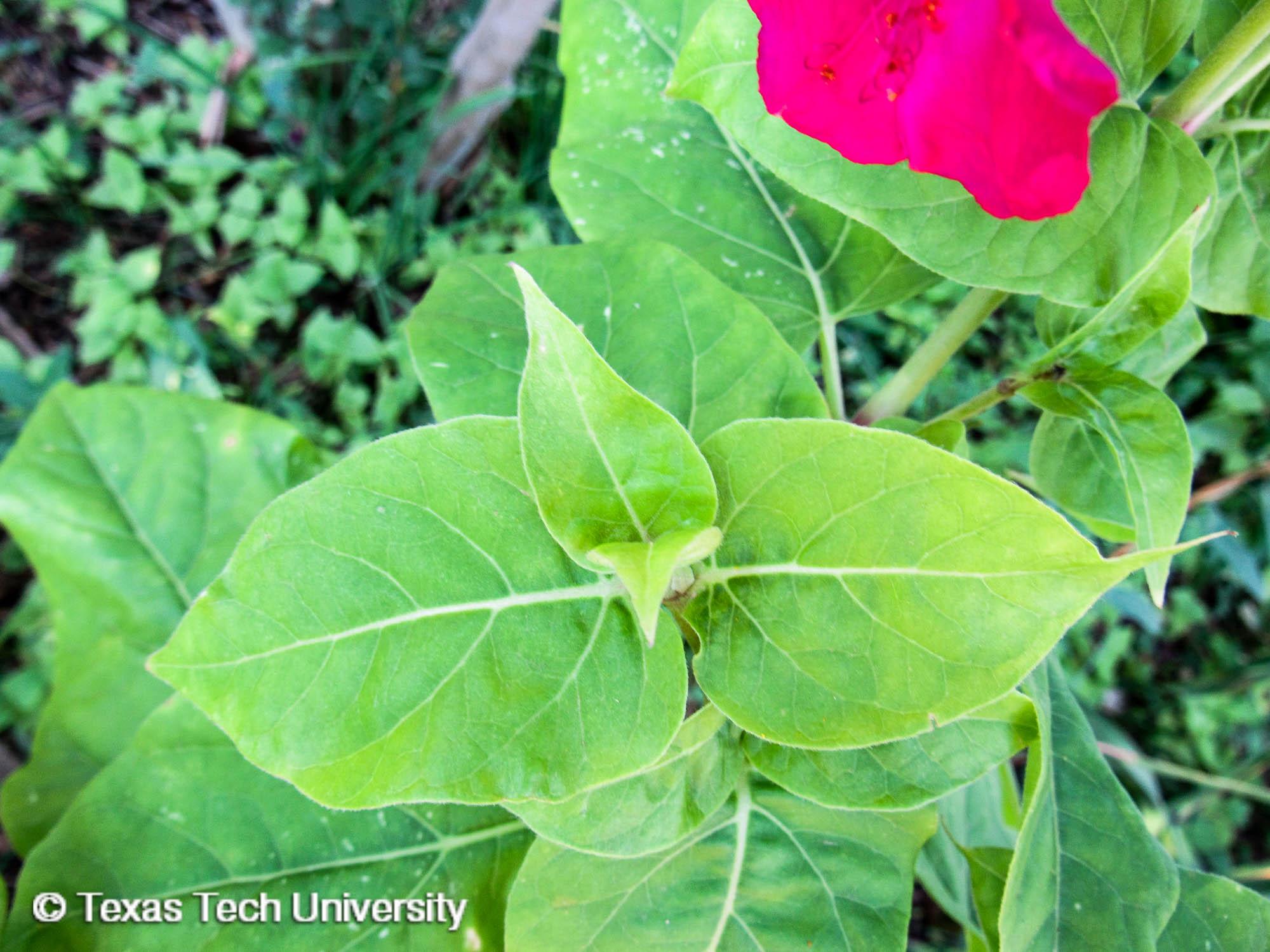 The Enchanting Four O'Clock Mirabilis Jalapa: A Symphony Of Colors At Twilight's Embrace