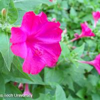 Mirabilis jalapa (Four O’Clocks)