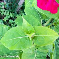 Mirabilis jalapa (Four O’Clocks)