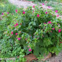 Mirabilis jalapa (Four O’Clocks)