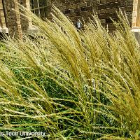 Miscanthus sinensis (Chinese Silver Grass)