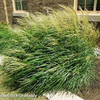 Miscanthus sinensis (Chinese Silver Grass)