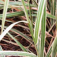 Miscanthus sinensis ‘Variegatus’ (Variegated Chinese Silver Grass)