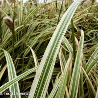 Miscanthus sinensis ‘Variegatus’ (Variegated Chinese Silver Grass)