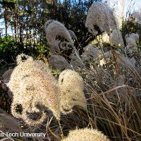 Miscanthus sinensis ‘Variegatus’ (Variegated Chinese Silver Grass)