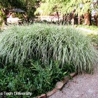 Miscanthus sinensis ‘Variegatus’ (Variegated Chinese Silver Grass)