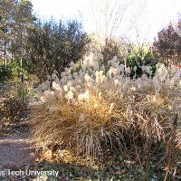 Miscanthus sinensis ‘Variegatus’ (Variegated Chinese Silver Grass)