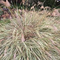 Miscanthus sinensis ‘Variegatus’ (Variegated Chinese Silver Grass)