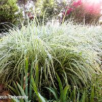 Miscanthus sinensis ‘Variegatus’ (Variegated Chinese Silver Grass)