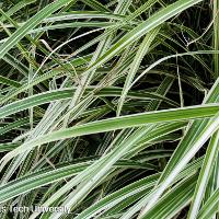 Miscanthus sinensis ‘Variegatus’ (Variegated Chinese Silver Grass)