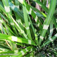 Miscanthus sinensis zebrinus (Zebra Grass)