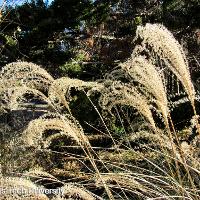 Miscanthus sinensis zebrinus (Zebra Grass)