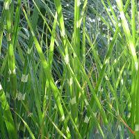 Miscanthus sinensis zebrinus (Zebra Grass)