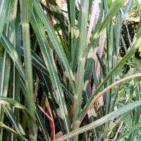 Miscanthus sinensis zebrinus (Zebra Grass)