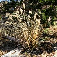 Miscanthus sinensis zebrinus (Zebra Grass)