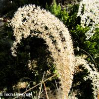 Miscanthus sinensis zebrinus (Zebra Grass)