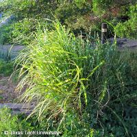 Miscanthus sinensis zebrinus (Zebra Grass)