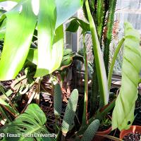 Monstera deliciosa (Split-Leaf Philodendron)