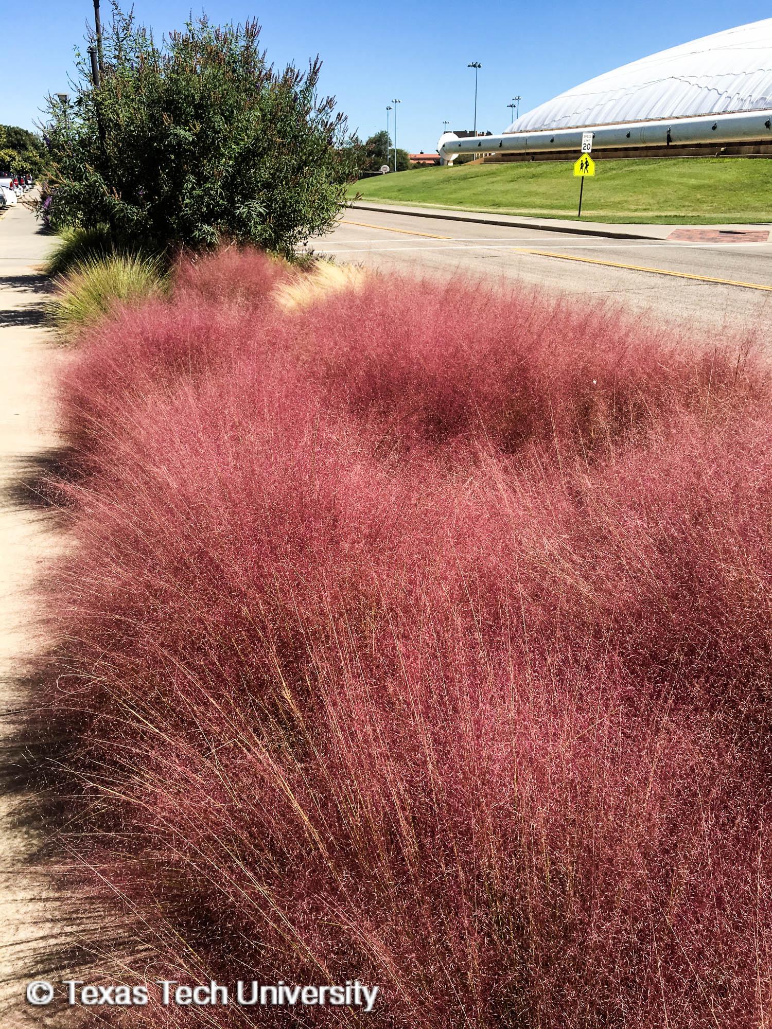 Purple Muhly Grass, Gulf Muhly Herbaceous Plant Finder
