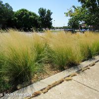 Nassella tenuissima (Mexican Feather Grass)