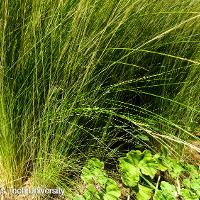 Nassella tenuissima (Mexican Feather Grass)