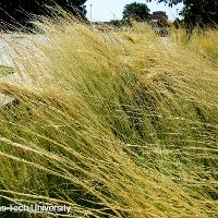 Nassella tenuissima (Mexican Feather Grass)