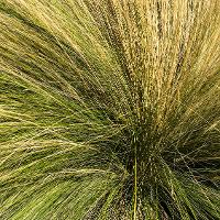 Nassella tenuissima (Mexican Feather Grass)