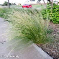 Nassella tenuissima (Mexican Feather Grass)