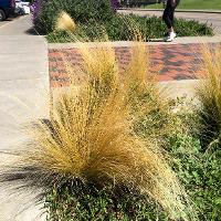 Nassella tenuissima (Mexican Feather Grass)