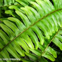 Nephrolepis exaltata (Boston Fern)