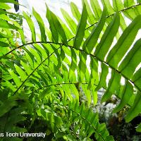 Nephrolepis exaltata (Boston Fern)