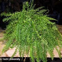 Nephrolepis exaltata (Boston Fern)