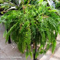 Nephrolepis exaltata (Boston Fern)