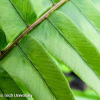 Nephrolepis exaltata (Boston Fern)