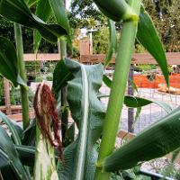 Zea mays (Corn)