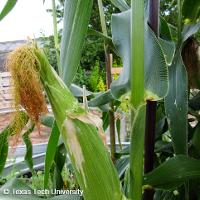Zea mays (Corn)