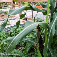 Zea mays (Corn)