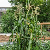 Zea mays (Corn)